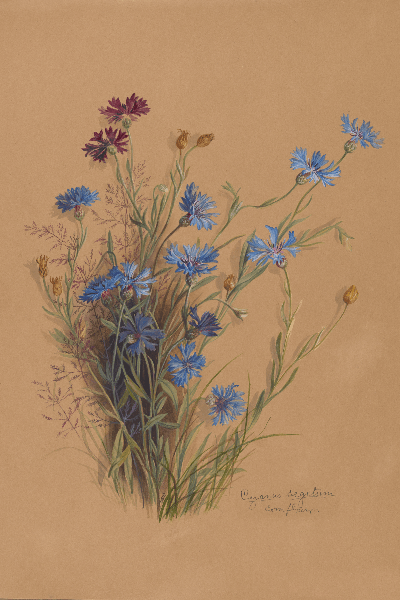 Cyanus segetum (Blue cornflower) Wildflower 4x6 Decorative Card - Dingdong's Garden