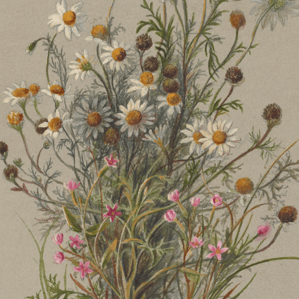 Anthemis cotula (Stinking camomille) Wildflower 4x6 Decorative Card - Dingdong's Garden