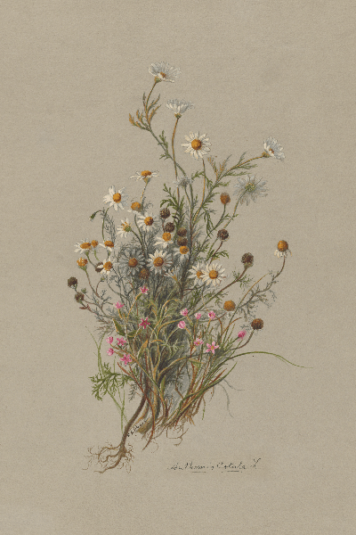 Anthemis cotula (Stinking camomille) Wildflower 4x6 Decorative Card - Dingdong's Garden
