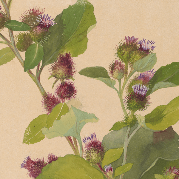 Arctium lappa (Greater burdock) Wildflower 4x6 Decorative Card - Dingdong's Garden