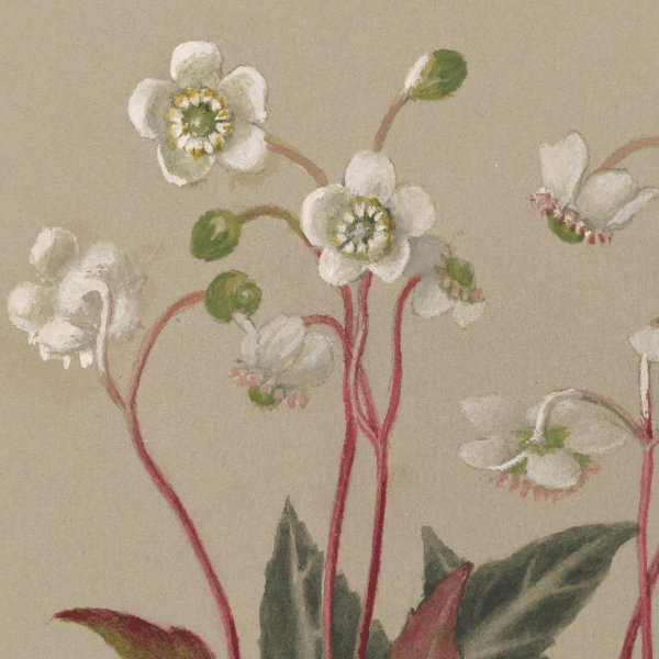 Chimaphila maculata (Spotted wintergreen) Wildflower 4x6 Decorative Card - Dingdong's Garden