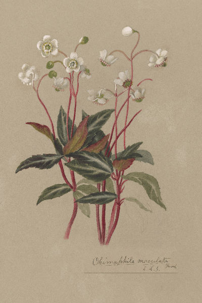 Chimaphila maculata (Spotted wintergreen) Wildflower 4x6 Decorative Card - Dingdong's Garden
