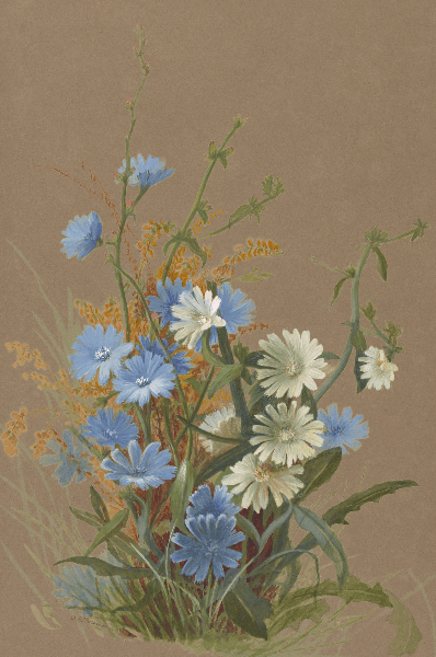 Cichorium intybus (Chicory) Wildflower 4x6 Decorative Card - Dingdong's Garden