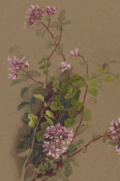 Cunila mariana (Stone mint) Wildflower 4x6 Decorative Card - Dingdong's Garden