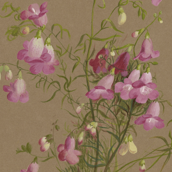 Gerardia holmiana (Threadleaf false foxglove) Wildflower 4x6 Decorative Card - Dingdong's Garden