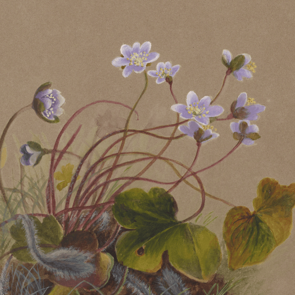 Hepatica americana (Roundleaf liverleaf) Wildflower 4x6 Decorative Card - Dingdong's Garden