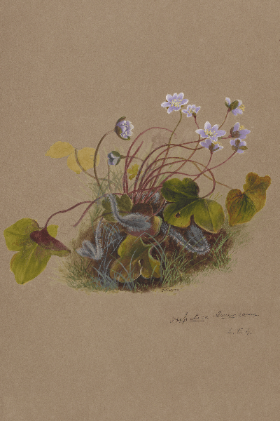 Hepatica americana (Roundleaf liverleaf) Wildflower 4x6 Decorative Card - Dingdong's Garden
