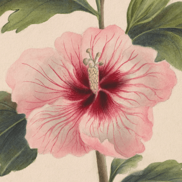 Hibiscus syriacus (Rose of Sharon) Wildflower 4x6 Decorative Card - Dingdong's Garden