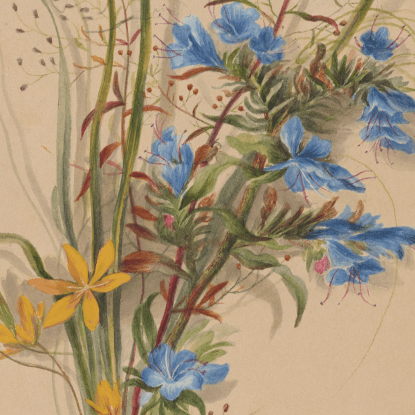 Echium vulgare, Hypoxis erecta, Lechea hrymiflora (Vipers Bugloss, Star Grass, Pinweed) Wildflower 4x6 Decorative Card - Dingdong's Garden