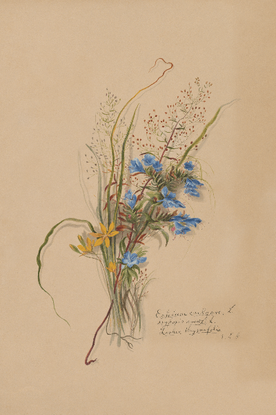 Echium vulgare, Hypoxis erecta, Lechea hrymiflora (Vipers Bugloss, Star Grass, Pinweed) Wildflower 4x6 Decorative Card - Dingdong's Garden