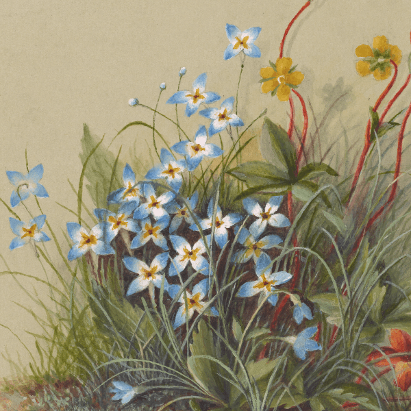 Houstonia caerulea, Potenutilla canadensis (Bluets, Dwarf Cinquefoil) Wildflower 4x6 Decorative Card - Dingdong's Garden