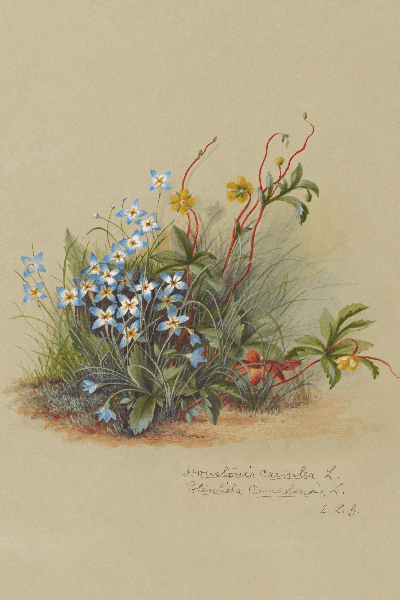 Houstonia caerulea, Potenutilla canadensis (Bluets, Dwarf Cinquefoil) Wildflower 4x6 Decorative Card - Dingdong's Garden