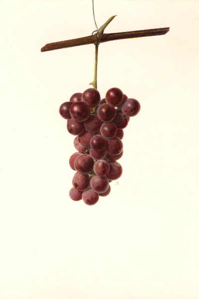 Wyoming Grape 4x6 Decorative Card - Dingdong's Garden