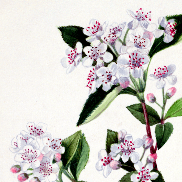 Red Chokeberry (Aronia arbutifolia) Wildflower 4x6 Decorative Card - Dingdong's Garden