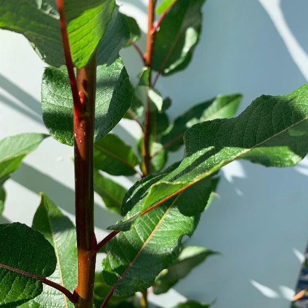 Balsam, Pear-leaf Willow Cutting