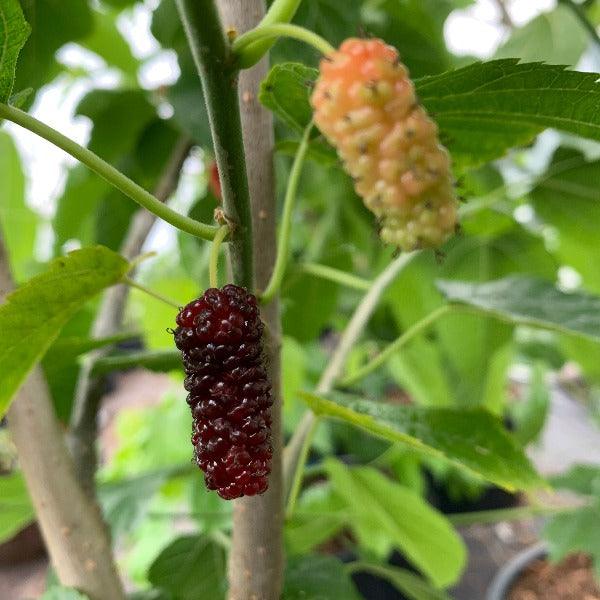 Boysenberry Mulberry Cutting - Dingdong's Garden
