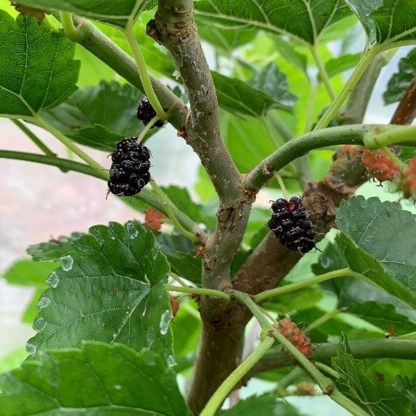 Callie's Delight Contorted Mulberry Cutting - Dingdong's Garden