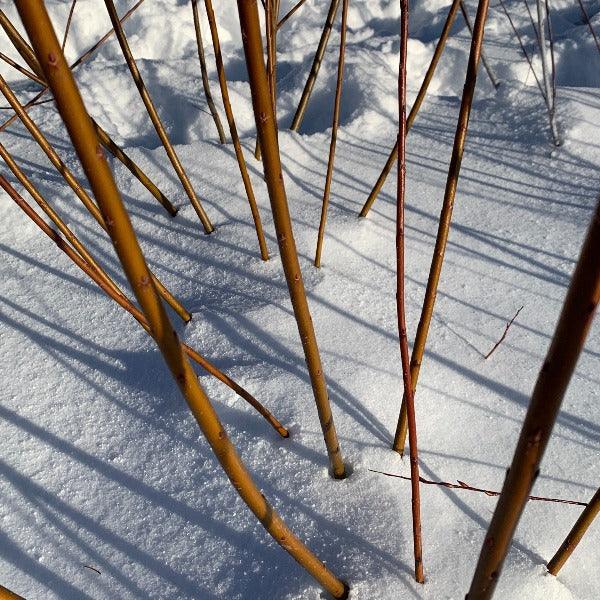 Harrisons Willow Cutting - Dingdong's Garden