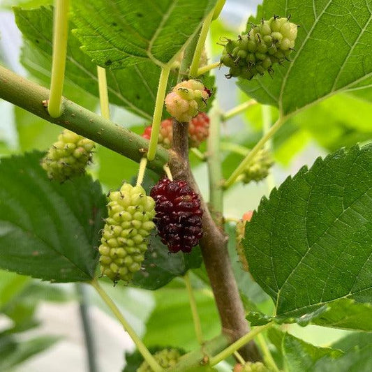 Illinois Everbearing Mulberry Cutting - Dingdong's Garden