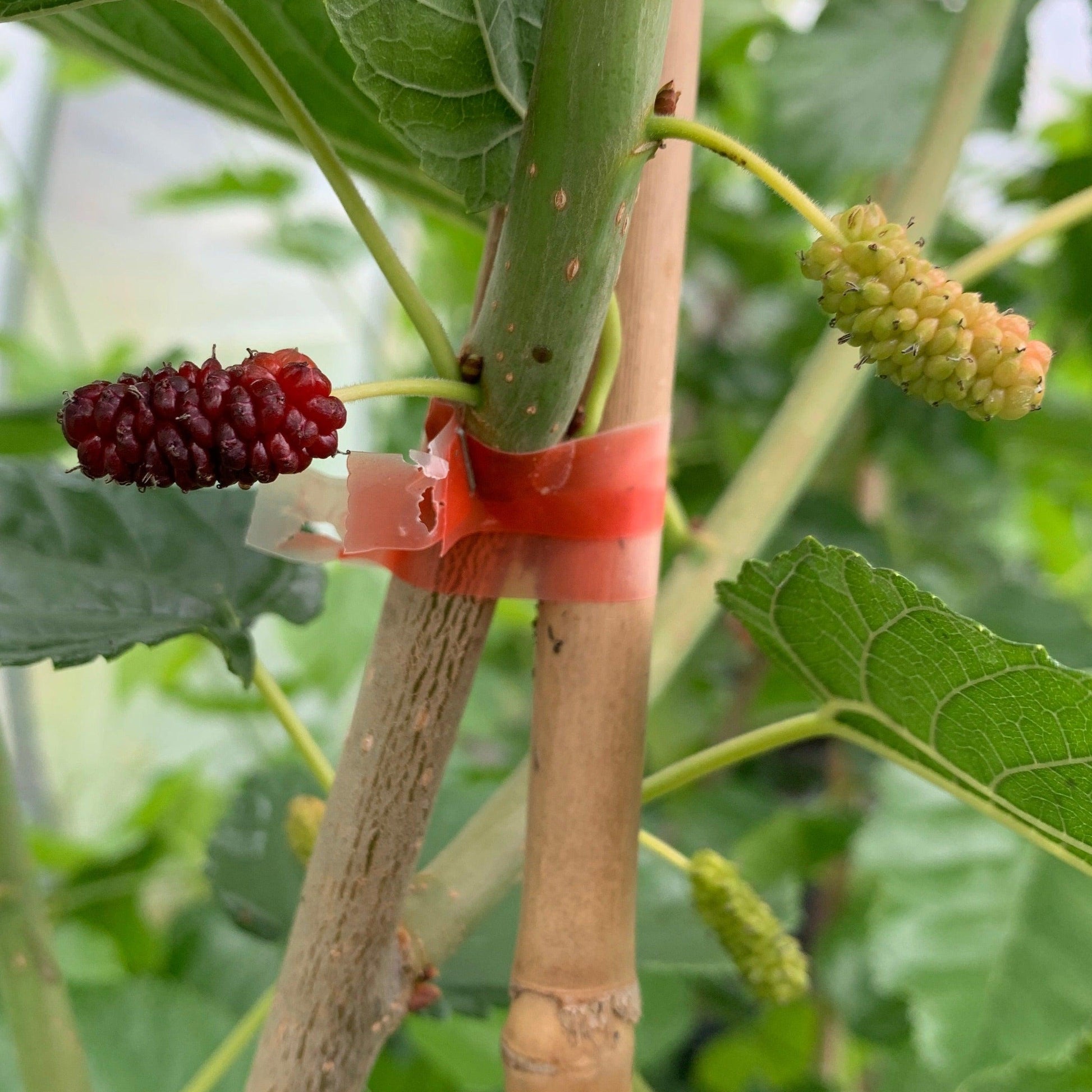 Italian Mulberry Cutting - Dingdong's Garden