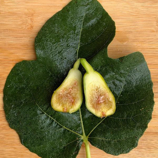 Norman's Yellow Fig Cutting - Dingdong's Garden