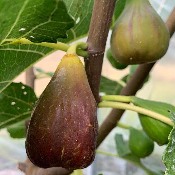 Osborne Prolific Fig Cutting - Dingdong's Garden