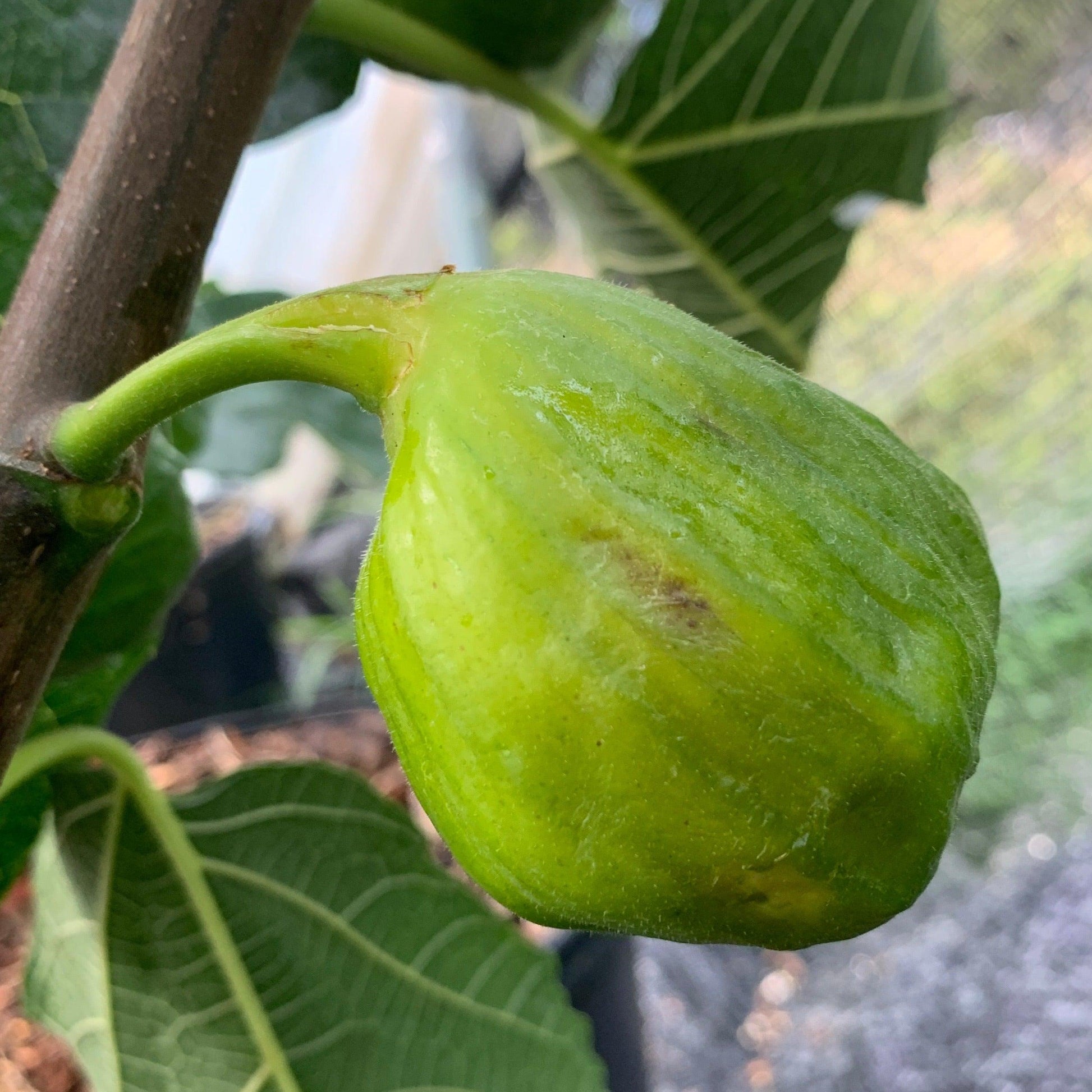 St Anthony Fig Cutting - Dingdong's Garden