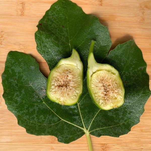 St Anthony Fig Cutting - Dingdong's Garden