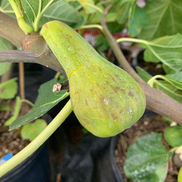 Strawberry Vert Fig Cutting - Dingdong's Garden