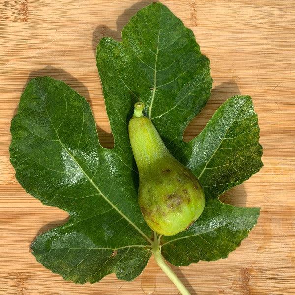 Strawberry Vert Fig Cutting - Dingdong's Garden
