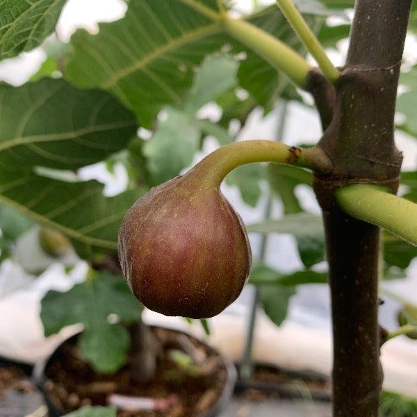 Teramo Fig Cutting - Dingdong's Garden
