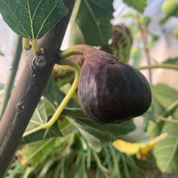 Violette de Bordeaux, Negronne Fig Cutting - Dingdong's Garden